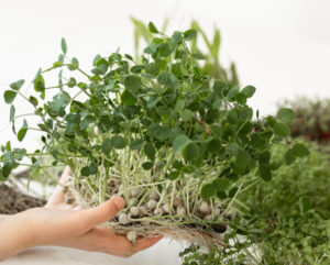 Uma mao segurando um ramo de plantas