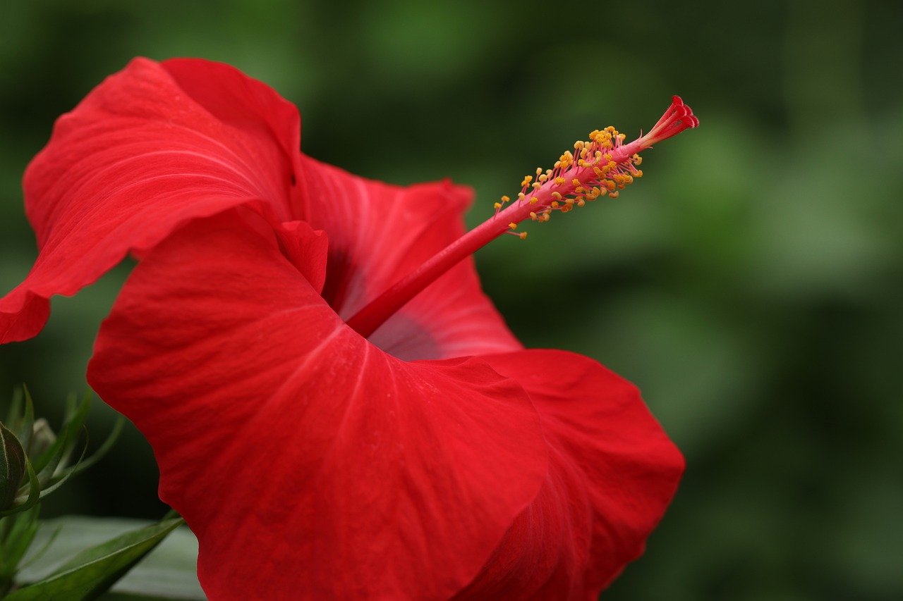 foto de uma flor de hibisco